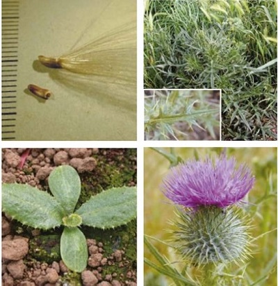Spear thistle at four growth stages